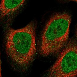 RFC5 Antibody, Novus Biologicals:Antibodies:Primary Antibodies